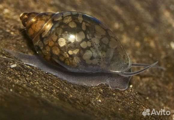 Улитка Физа