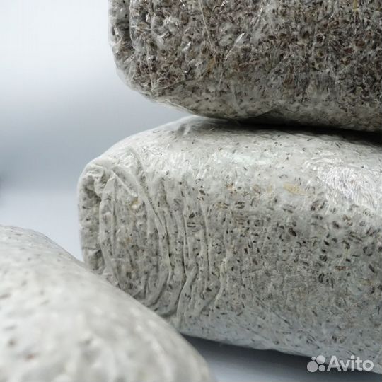 Мицелий шампиньонов на зерне, штамм А-15