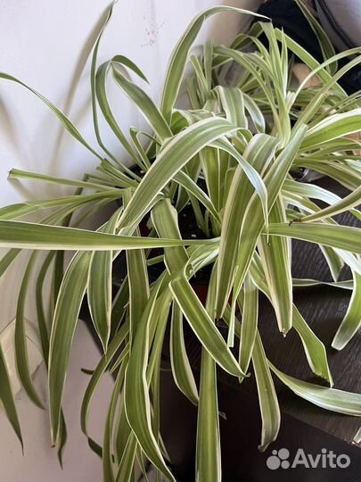 Хлорофитум