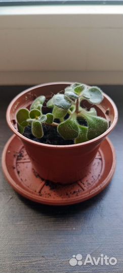 Аихризон дерево любви