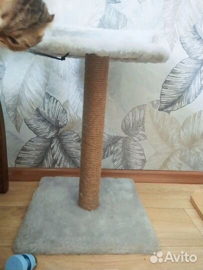 Когтеточка