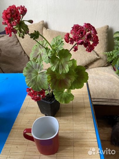 Комнатные растения цветы