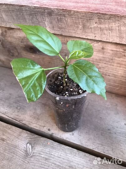 Гибискус красный махровый