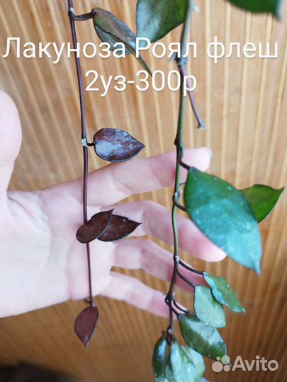 Хойя Аустралис, Мария Ява, Эритрина и тд