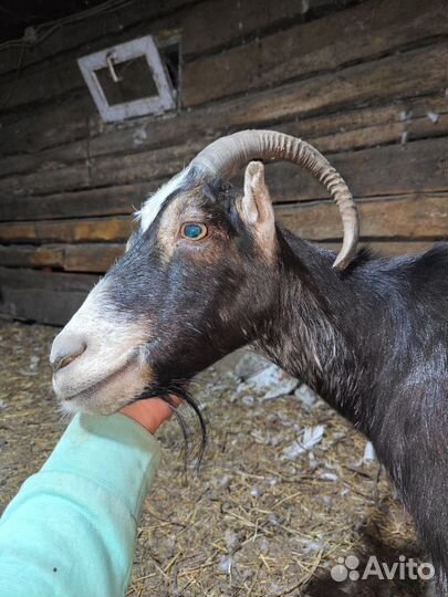 Коза ламанча дойная