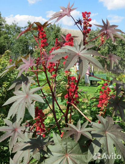 Клещевина обыкновенная (семена)