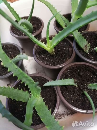 Алоэ лечебный