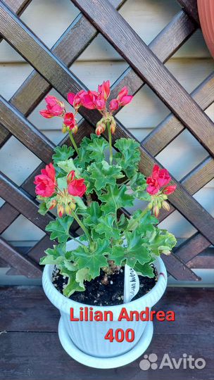 Пеларгония герань