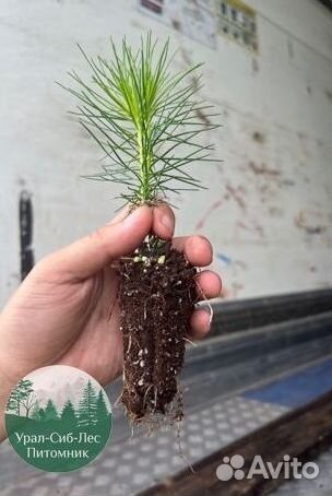 Зкс и окс Сосна Ель Лиственница сеянцы Голуб горн
