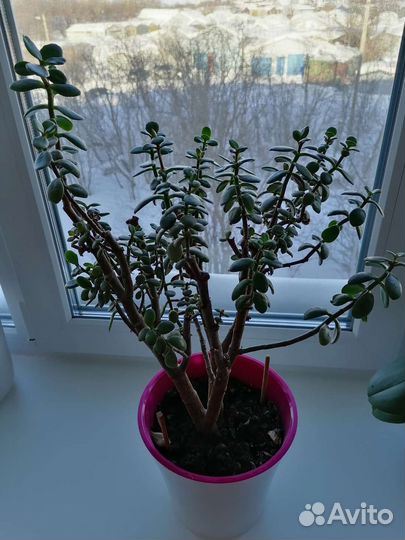 Цветок толстянка