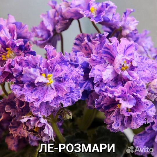 Фиалки сортовые