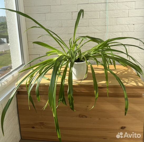 Фуксия ампельная, пеларгония