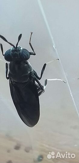 Кормовые насекомые