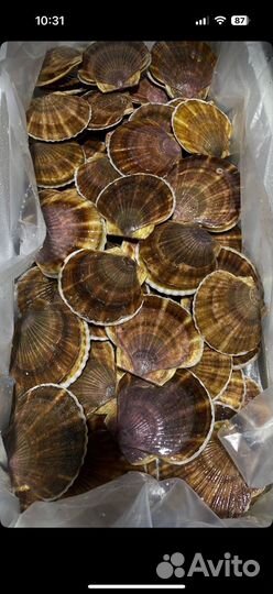 Морской гребешок