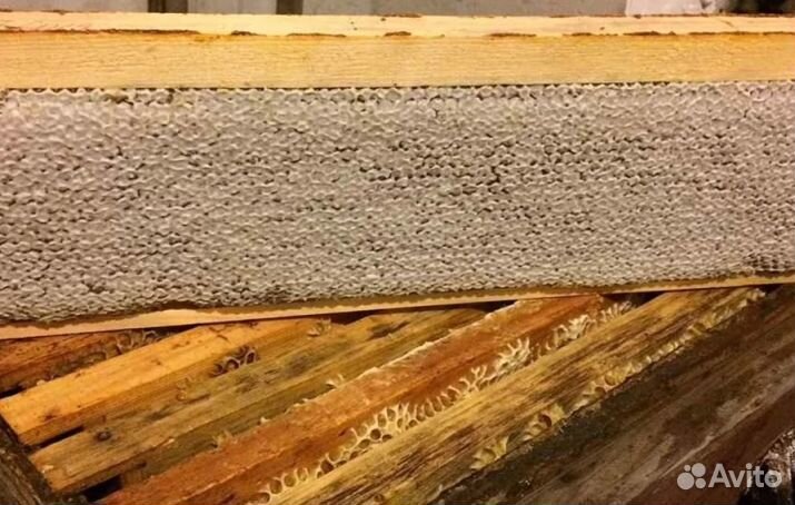 2023 года Мед натуральный опт