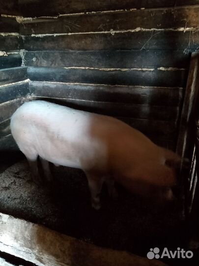 Хряк на племя