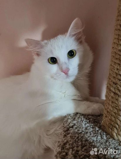 Кошка в дар бесплатно