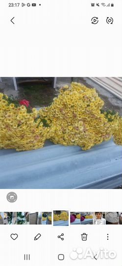 Хризантемы мультифлора