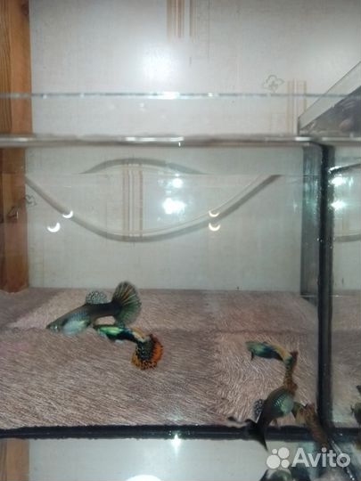 Породистые гуппи и петушки