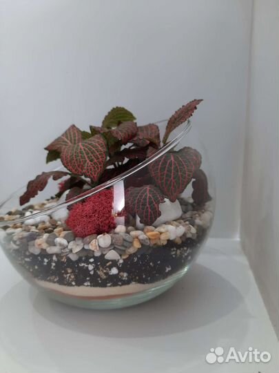 Флорариум из влогалюбивых растений