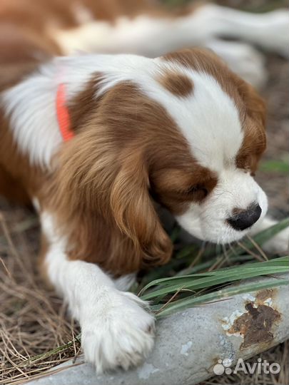 Девочка Кавалер кинг Чарльз спаниель РКФ