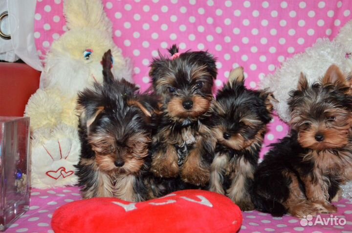 Йоркширский терьер щенки