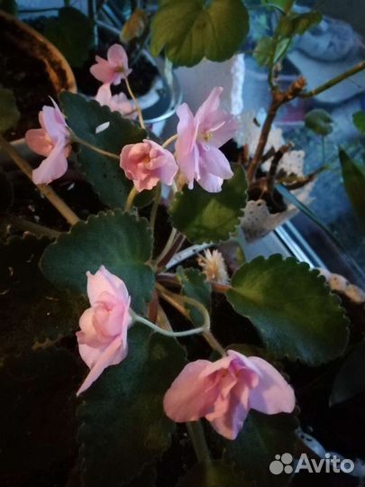 Фиалки в ассортименте