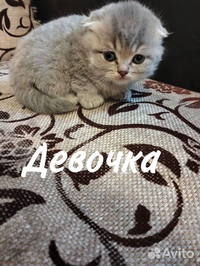 Шотландская вислоухая