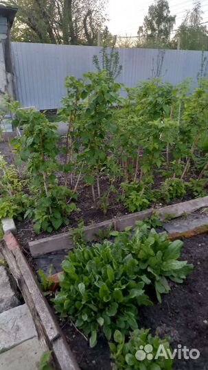 Малина красная ремонтантная в наличии есть