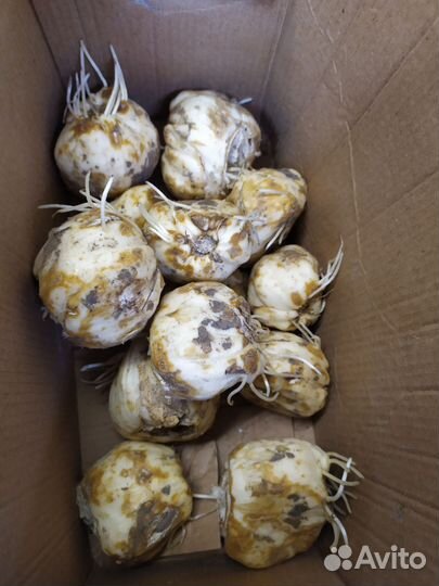 Рябчик императорский