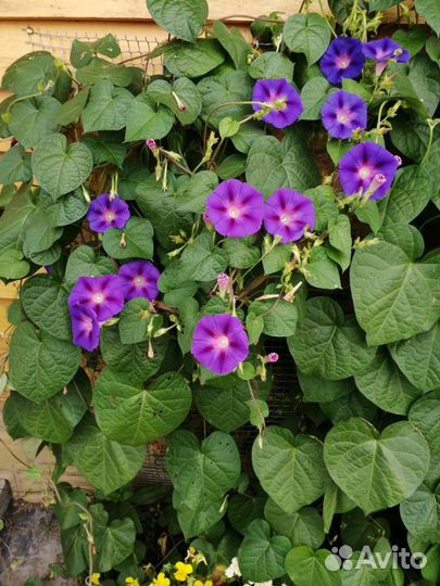 Ипомея семена