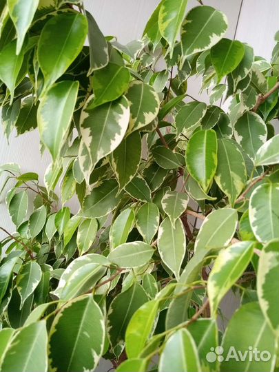 Фикус бенджамина