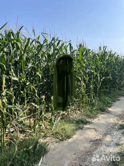 Силос кукурузы