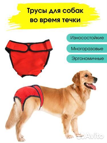 Трусы для собак во время течки