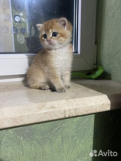 Продам девочку британская золотая шиншилла