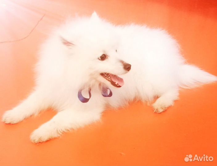 Японский шпиц мальчик