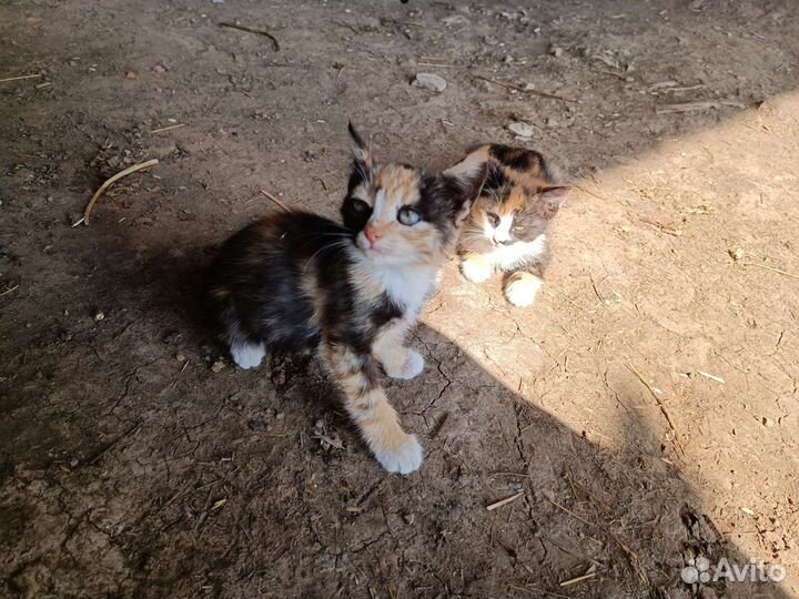 Котятки в добрые руки