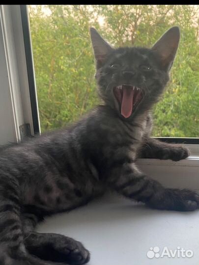 Котенок (мальчик)