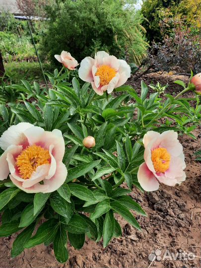 Пион Athena (Афина)