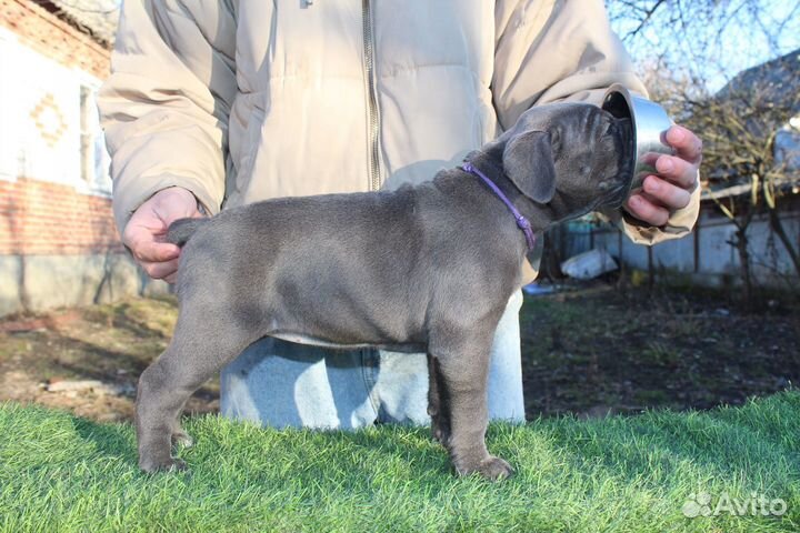 Шикарная девочка кане корсо