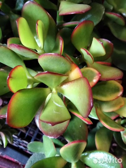 Суккуленты