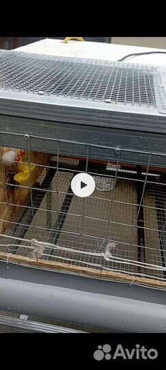 Клетки для выращивания дом птицы