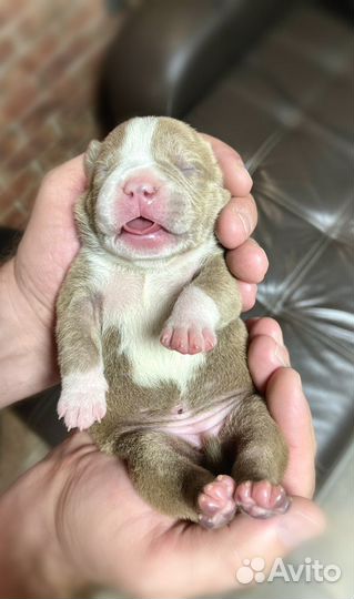 Американский булли покет щенки