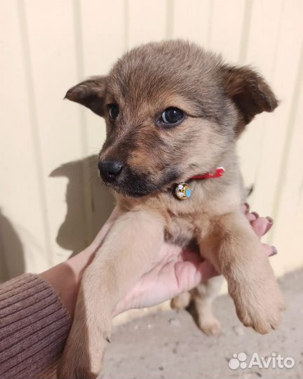 Щеночки девочки в добрые руки