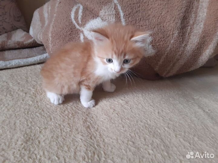 Кошки