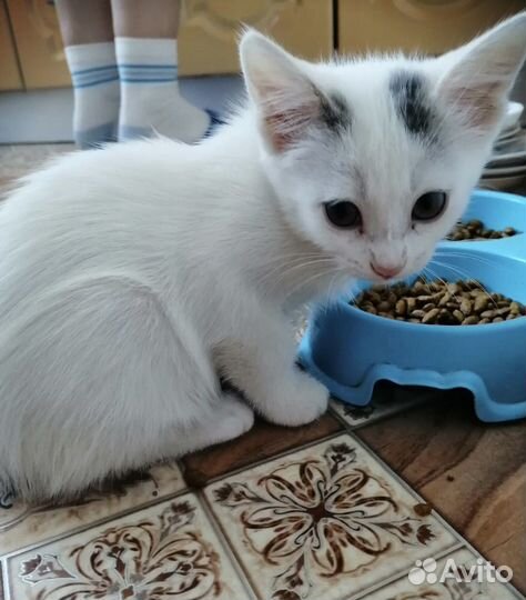 Котёнок