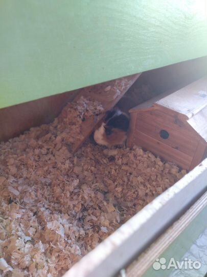 Морская свинка с шикарными апартаментами