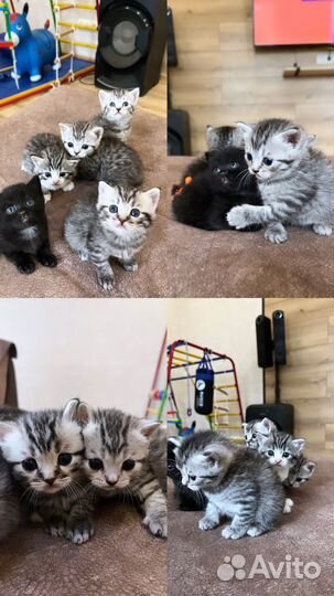 Шотландская