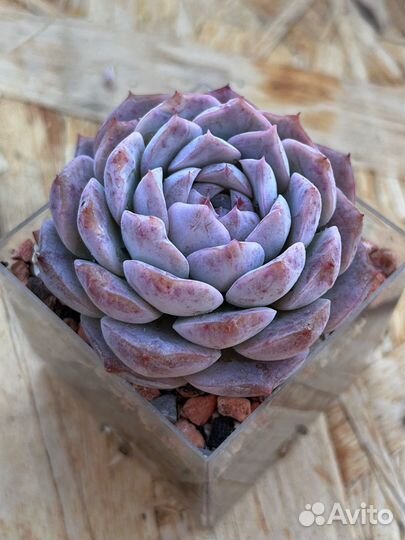 Суккуленты Часть 1