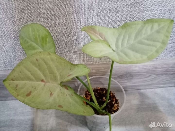 Монстера Манки